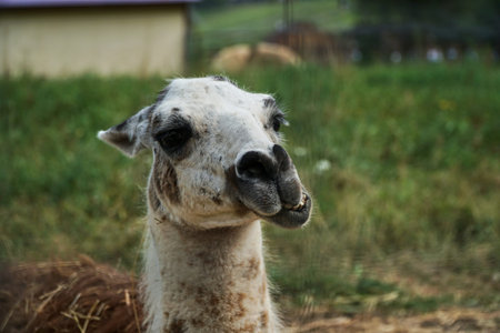 The llama chews. The Lama looks into the frame. Large animal head.