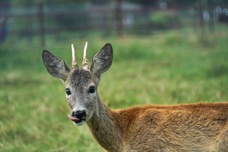 Spotted deer eating grass. A deer walks in the Park. A DOE walks in the forest.