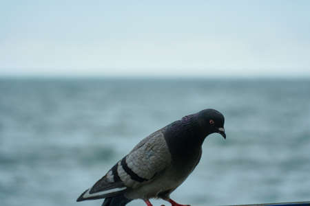 A pigeon sits alone against the sea. One grey bird.の写真素材