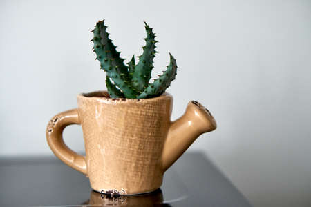 Potted green plants in white pots. Flowers in vase. Dried flowers, cacti. Style.の写真素材