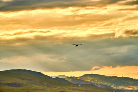 Sky and birds. Sunset, dawn, clouds. Sun is burning. Behind mountains.