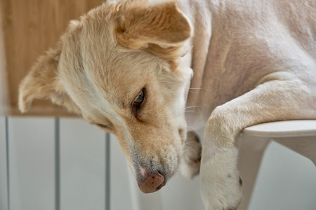 White dog with brown nose and red ears. Ears down. Good.