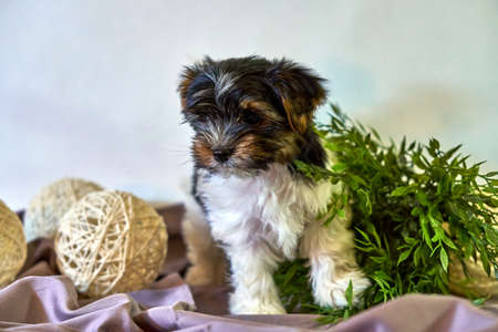 Beaver York puppy girl with a bow. The dog with the decor and toys balls.の写真素材