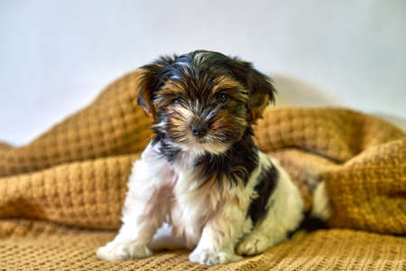 A funny puppy sits in a brown plaid. Yorkshire terrier dog friend at home. cute dachshund puppy playingの写真素材