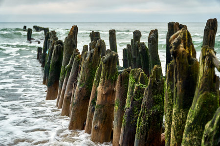 Wooden breakwaters on seashore with algae stand in gray sea against backdrop of a cloudy sky. The...