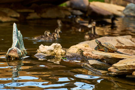 The turtle is crawling over the stones by the water.の写真素材
