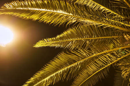 Nature palm tree at sunset. Dawn of the sun and rays through the trees. Texture of palm leaves on light in the dark. The place for the test is nature. Copy space and plant layout.の写真素材
