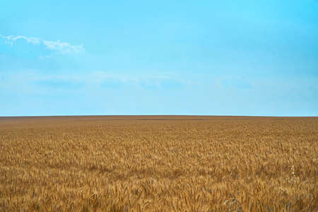 A wheat field on blue sky. Dry grain harvest before harvest. Agriculture. Fit and quality. backdrop of ripening ears of yellow wheat field. Copy space on horizon in rural meadow. Close up nature rich.の写真素材