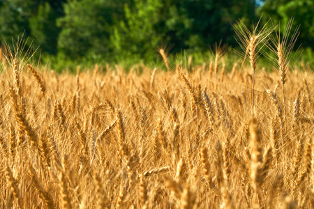 Wheat fields on a sunny day in front of a green forest. Blue sky over golden rye. Combinations of colors in the landscape of nature. Ears of golden wheat close up. Panorama Rural landscapesの写真素材