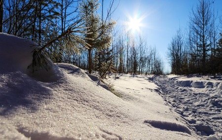 sun breaks through the spruce winter raysの写真素材