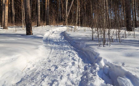 path in the forest sunny winter road Rolled