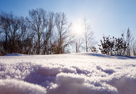 view from below the sun is shining through the trees and snowの写真素材