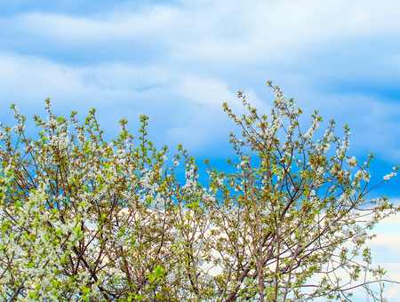 branch of apple blossoms on a background of sky and clouds springの写真素材