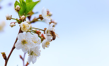bee pollinates flowers of apple trees in spring sunnyの写真素材