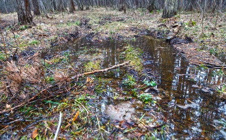 reflected in a pool of forest and swamp in  spring on  cloudy dayの写真素材