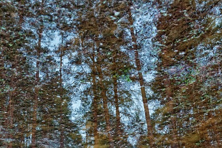 reflected in a pool of forest and swamp in  spring on  cloudy dayの写真素材