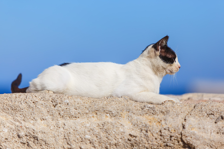 Cat sitting in ancient stone masonry wall fencing at port of Rhodesの写真素材