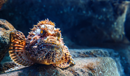 color fish of a skorpen lies on the kingの写真素材