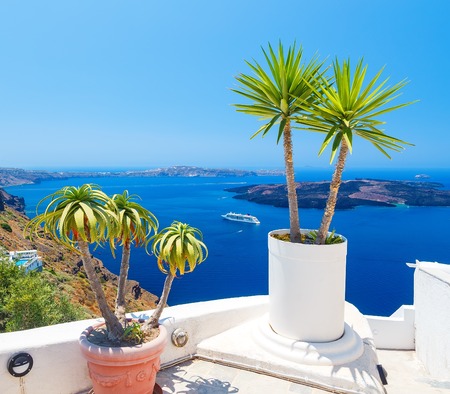 Palm tree on terrace with sea view in Firostefani village, Santorini islandの写真素材