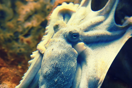 Big octopus close up under water, beige toningの写真素材
