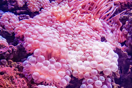 Marine life sea anemone Condylactis gigantea underwater in seaの写真素材