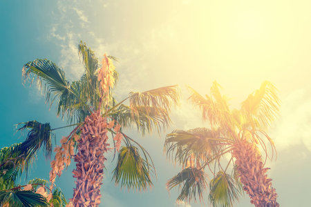 Coconut Palm tree with blue sky and sun ,retro and vintage tone.