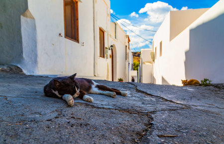 cat sleeps in the middle of the footpath of the tourist town of Lindos, Rhodes, Greece. Hot heat,...