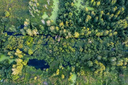swamp in the forest view from drone. Swampy landscape. View of an impassable swamp from height. Aerial photography Wild forest landscape.の写真素材