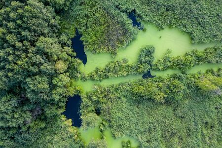 swamp view from drone. Swampy landscape. View of an impassable swamp from height. Aerial photographyの写真素材
