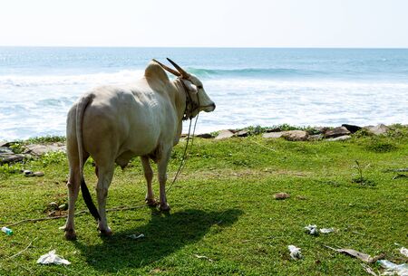 Asian buffalo bull. on the ocean, against the waves and the sky Sri Lankaの写真素材