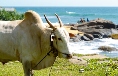 Asian white Buffalo closeup the island of Sri Lanka, grazing in the meadow