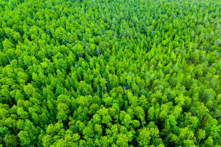 Aerial view of autumn trees. Colorful trees from above. Panorama.の写真素材