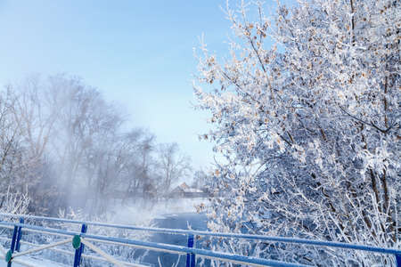 Closeup view of bush covered with hoarfrost on winter morning.の写真素材