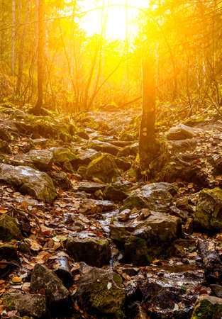 The sun shines through the trees on the rocks with moss in stream. Autumn landscapes. Nature of the Ural National Park.の写真素材