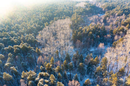 Aerial view at winter forest. Pine trees as a background. Winter landscape from air. Natural forest background. Forest background from droneの写真素材