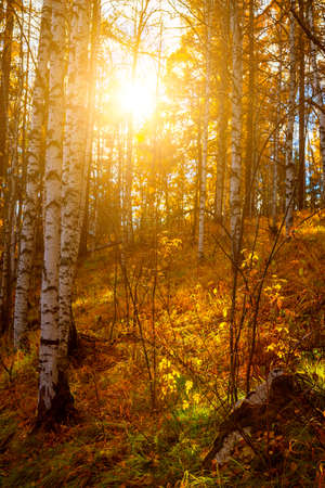 Fantastically beautiful forest in summer with large trees and autumn leaves in the light of sunの写真素材