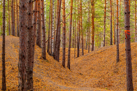 Autumn forest scenery with road of fall leaves and warm light illumining the gold foliage. Footpath in scene autumn forest nature. Vivid october day in colorful forest.の写真素材