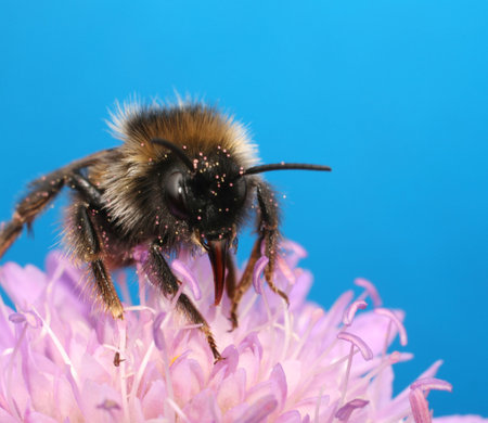 bumblebee の写真素材