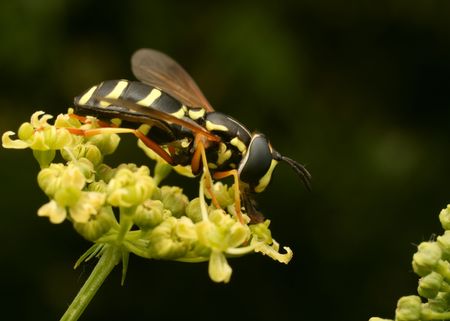Hoverfly.Chrysotoxumの写真素材