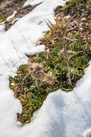 Dry grass under white clear snow on slopes at sunset, snowy hill, grass peek out from under snow, mountains is on backgroundの写真素材