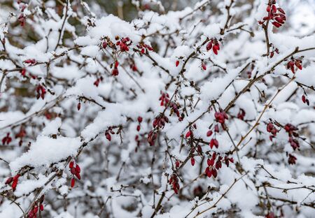White scene of winter beauty snow forest inside, Red berries under snow, Branches in hoarfrostの写真素材