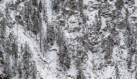 White scene of winter beauty snow forest inside, trees on a rock slope, panorama of wild nature...