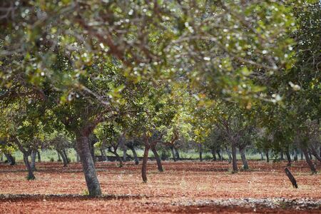 Olive Garden, prospect from olive trees, a look from under crowns, Spain, sunny weatherの写真素材