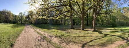 Panorama of first days of spring in a forest, long shadows, blue sky, Buds of trees, Trunks of birches, sunny day, path in the woodsの写真素材