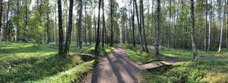 Panorama of first days of autumn in a park, long shadows, blue sky, Buds of trees, Trunks of...