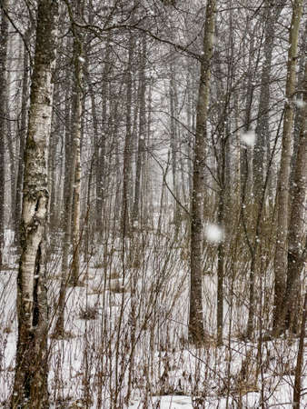 A heavy snow goes in the wood, Large flakes of snow, wild park, winter trees, the massif from a trunk of trees, trunks of birch. Forest abstract background, nobodyの写真素材