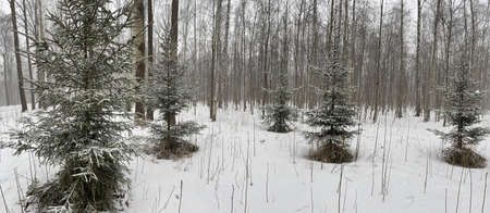 Panoramic image of small fir trees stand in snow-covered park in cloudy weather, needles of a fir tree of green color, The wood without leaves, Black trunks of treesの写真素材