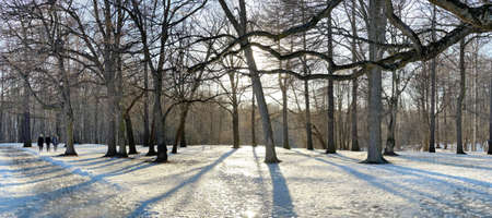 Panoramic image of spring park, shadow of black trunks of trees at sunsetの写真素材