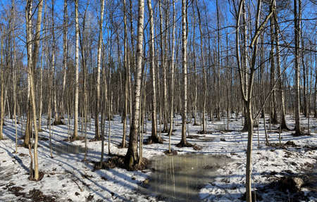The panoramic image of spring park, black trunks of trees stand in water, sunny weather, long shadows of trees, nobodyの写真素材