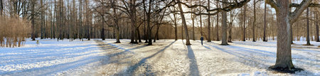 Panoramic image of spring park, shadow of black trunks of trees at sunsetの写真素材